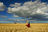 Man in barley field with inland grain terminal in the background