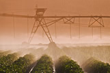 Center pivot irrigation of potatoes