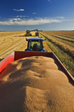 Grain wagon full of spring wheat