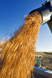 Blurred feed corn is augured from a grain wagon