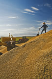 Stockpiled oats being collected