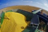 Combine tank with feed corn is emptied into a grain wagon during the harvest