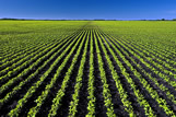 Early growth soybeans