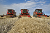 Three combines harvest swathed canola