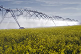 Center pivot irrigation of canola