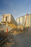 Farmer unloads wheat into grain storage bins during the harvest