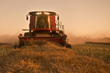 A farmer harvests his swathed canola crop