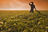 A man looks out over a soybean field in early morning fog