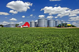 Durum wheat field with farm yard in the background