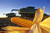 Close-up of feed corn with two combines in the background