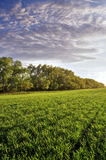 Early growth winter wheat field with shelter belt in the background