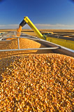 Feed corn being augured into a farm truck during the harvest
