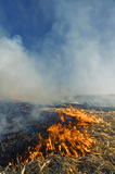 Corn stubble burning