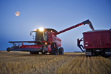 A man checks the fullness of a grain truck during the wheat harvest