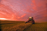 A combine harvests swathed oats at dusk