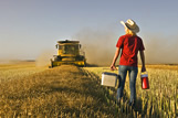 A girl brings supper to a combine operator