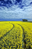 Sprayer tracks through canola field