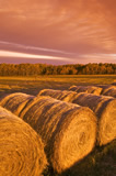 Hay rolls in a field