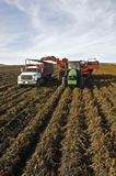 Seed potato harvest