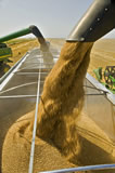 Combines auger wheat into a grain truck